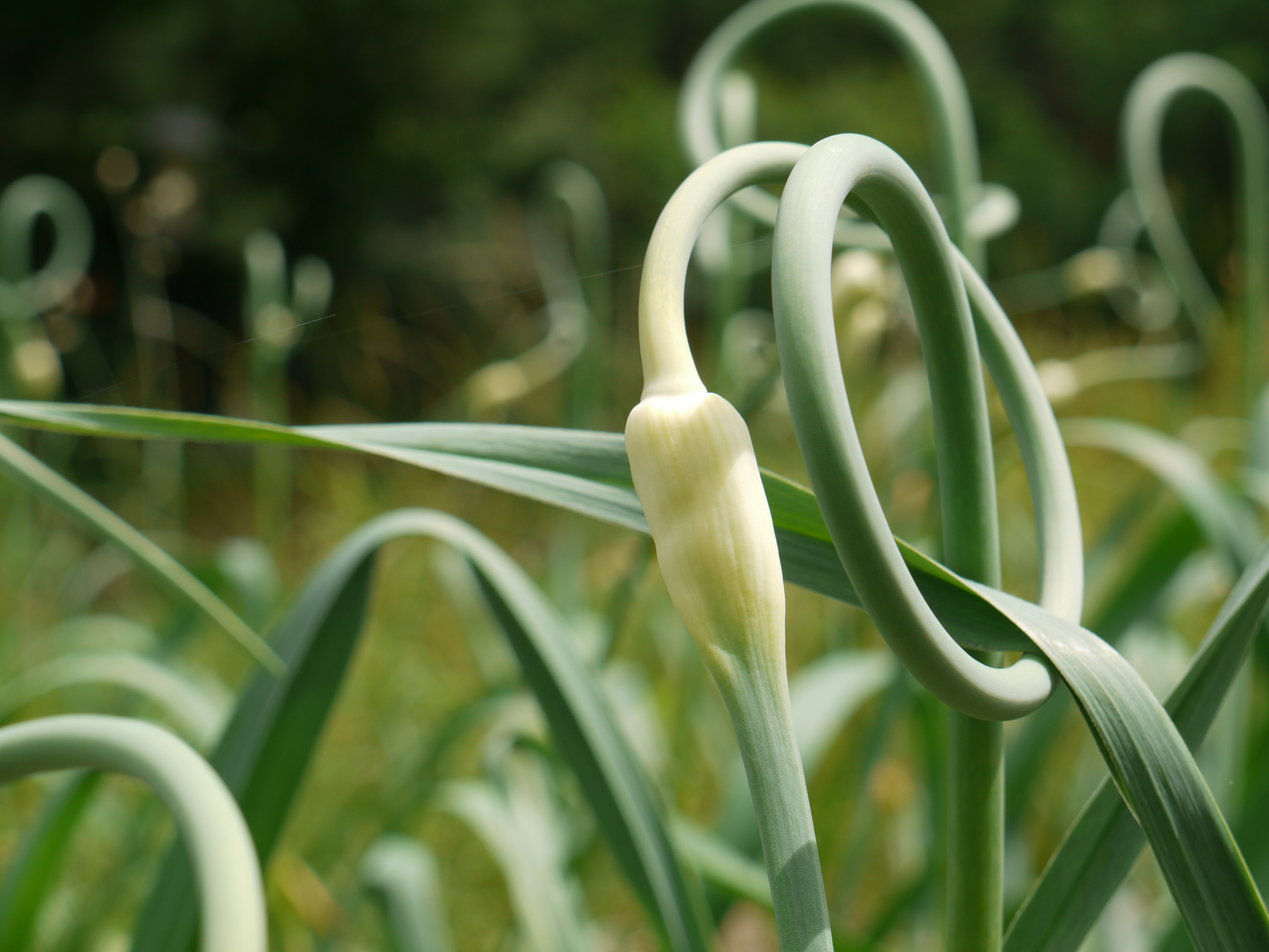 Garlic scapes